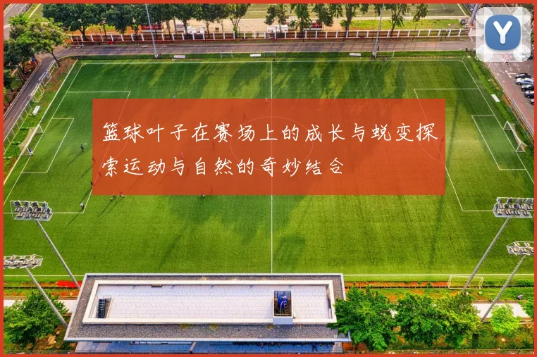 篮球叶子在赛场上的成长与蜕变探索运动与自然的奇妙结合